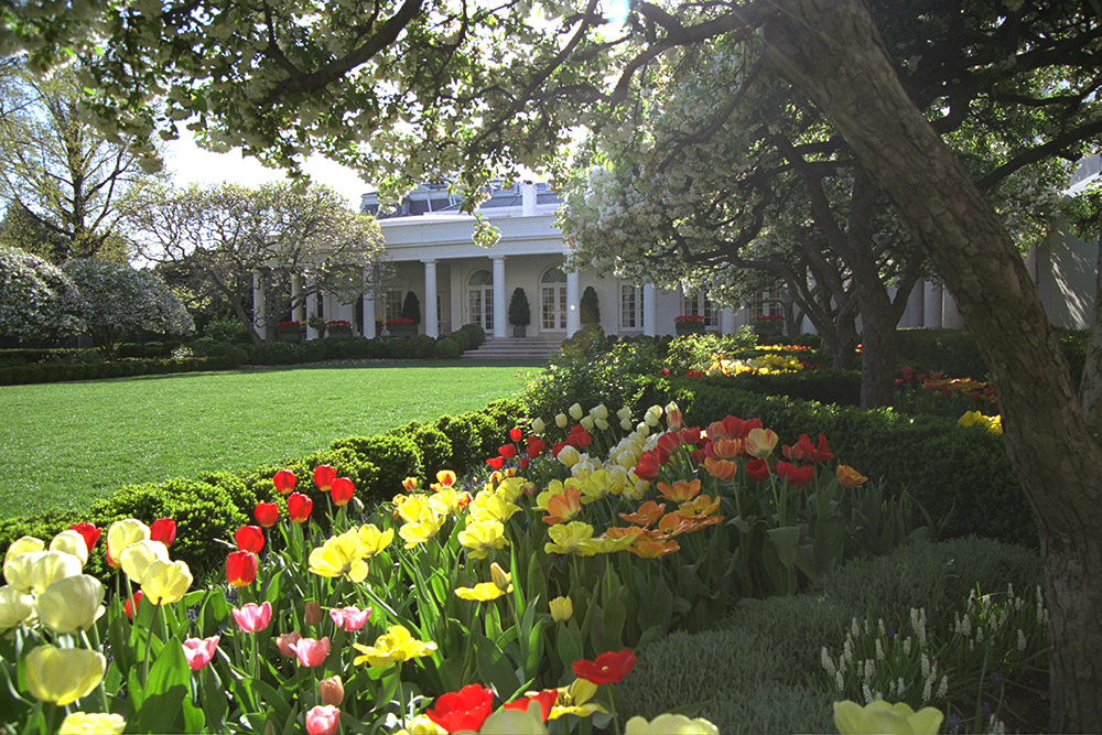 Flowers bloom in the North Lawn Rose Garden of the White House, April 14, 2003.