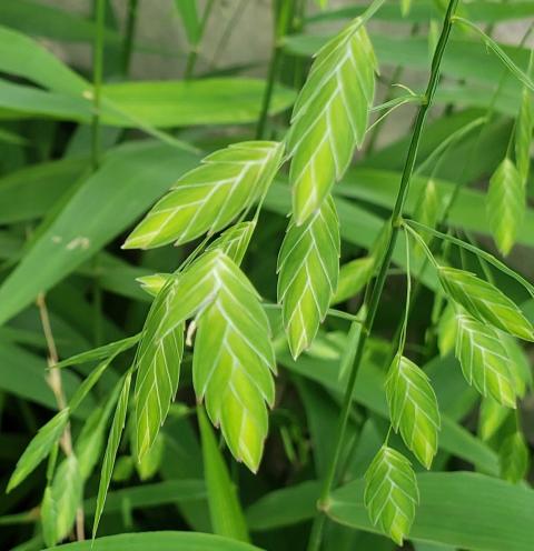 Inland Oats