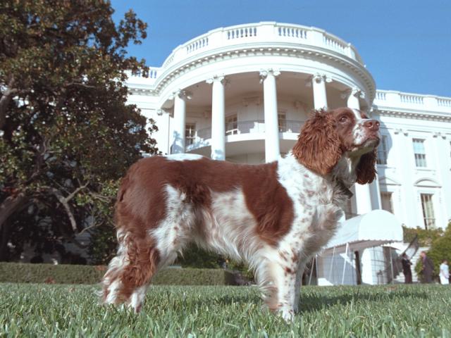 Spot stands in the South Lawn of the White House, November 7, 2001. (P9428-12A)