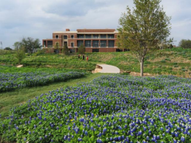 Building and field of flowers
