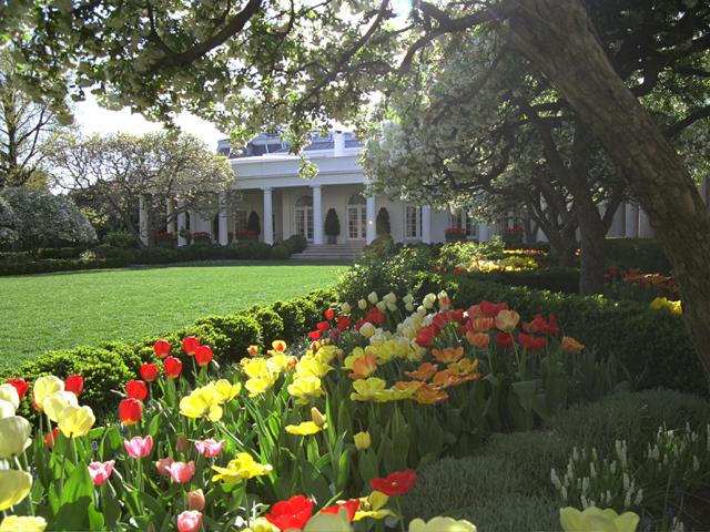 Flowers bloom in the North Lawn Rose Garden of the White House, April 14, 2003.