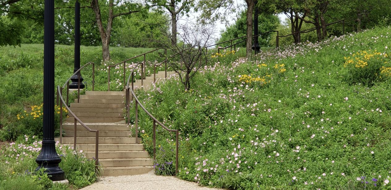 Native Texas Park Staircase and Wildflowers