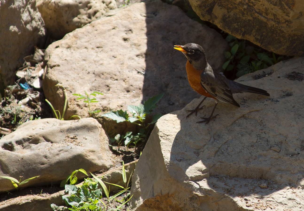 Robin