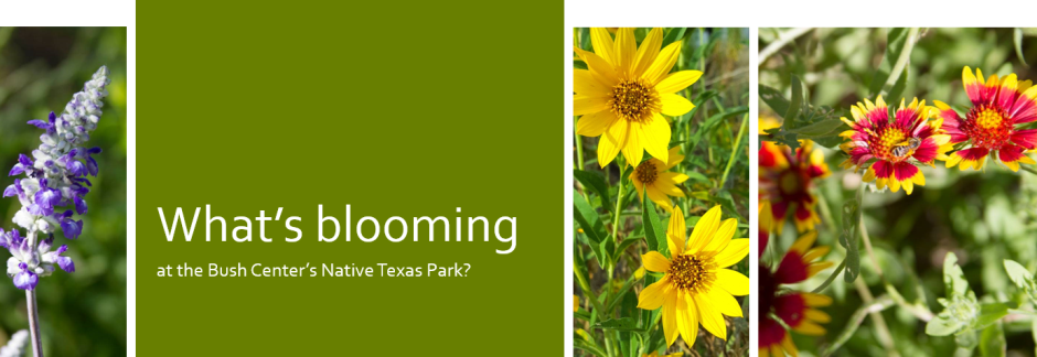 2018 NTP - Whats Blooming