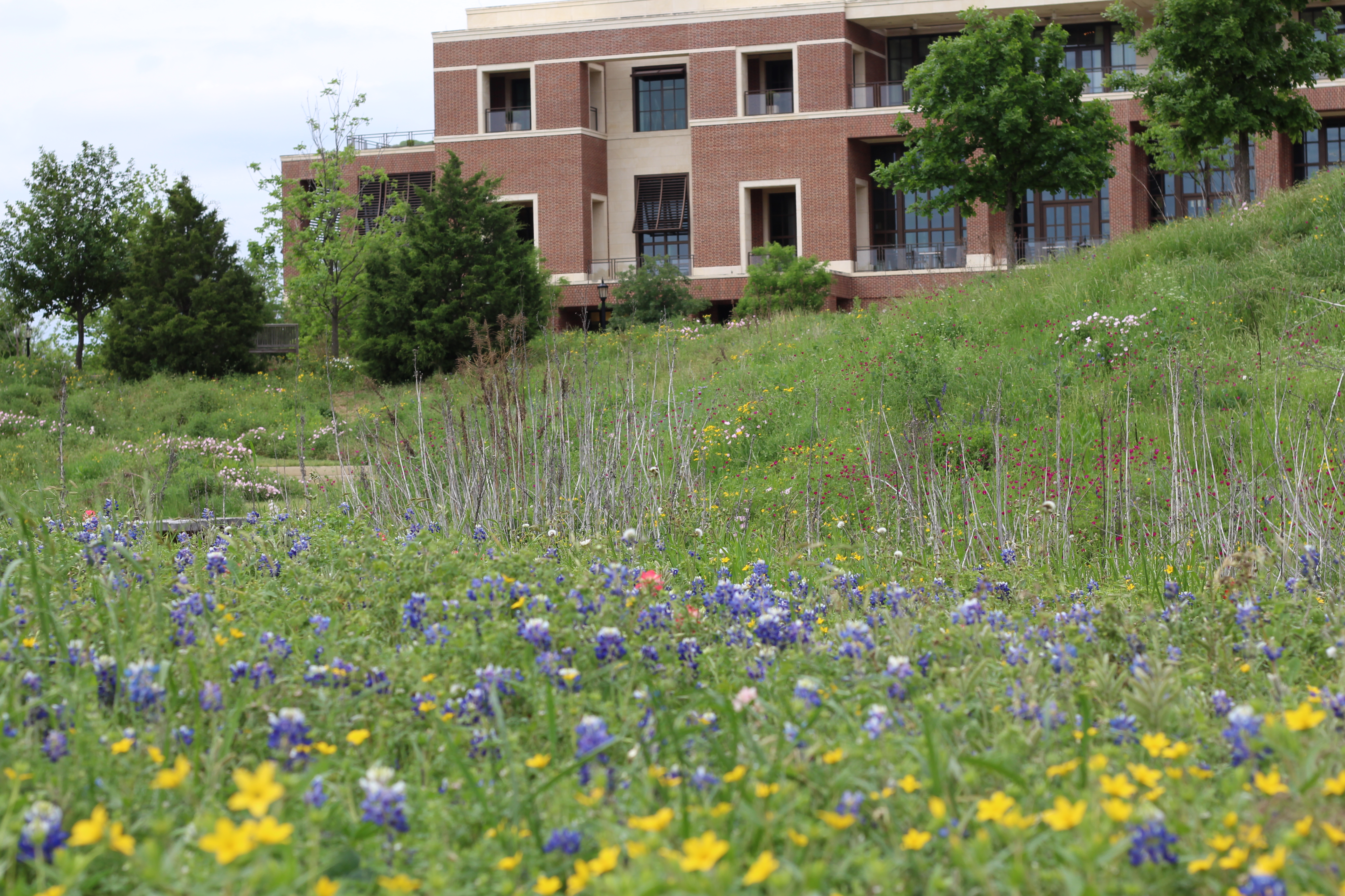 Bluebonnets in the Native Texas Park.