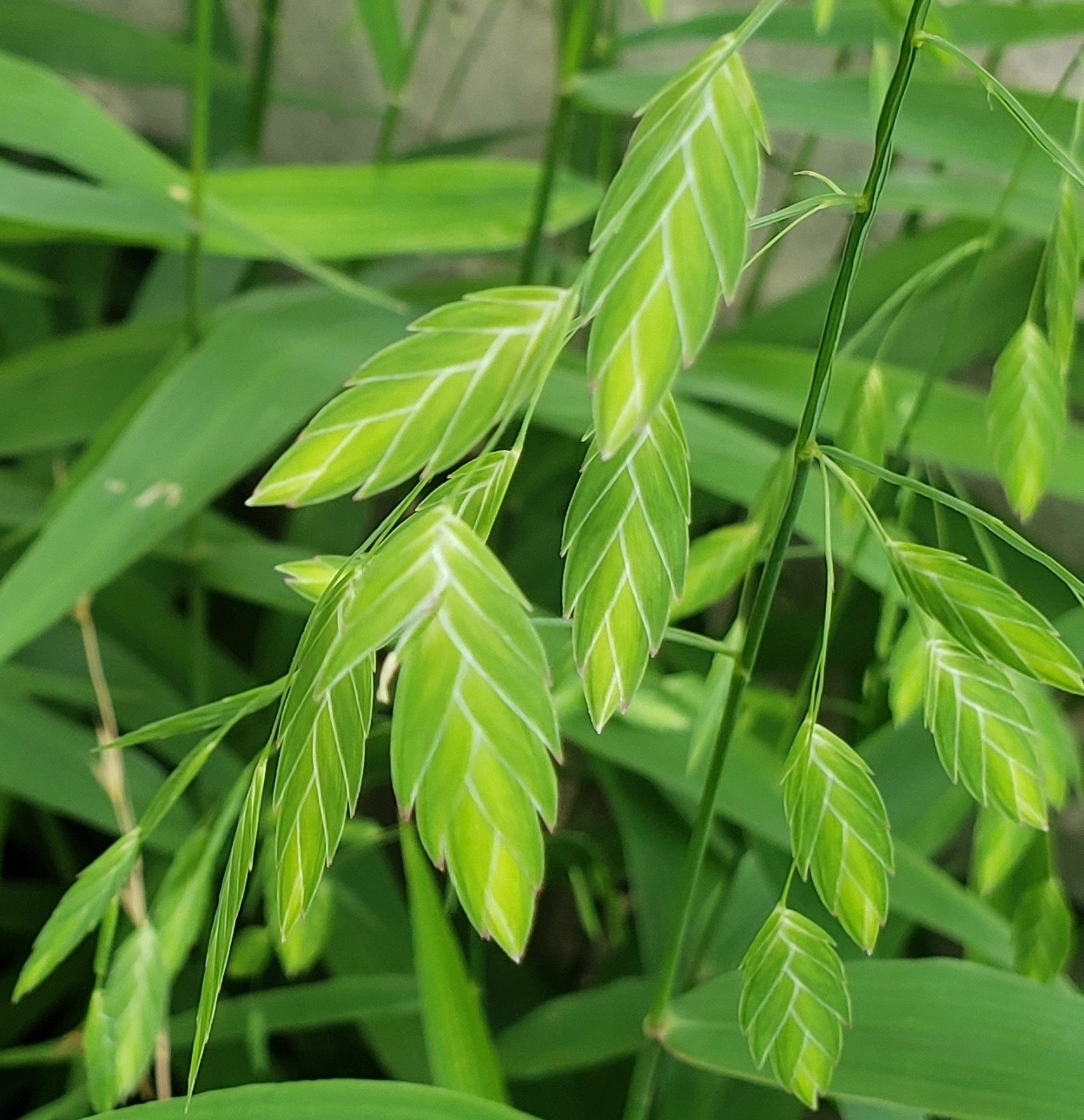 Inland Oats