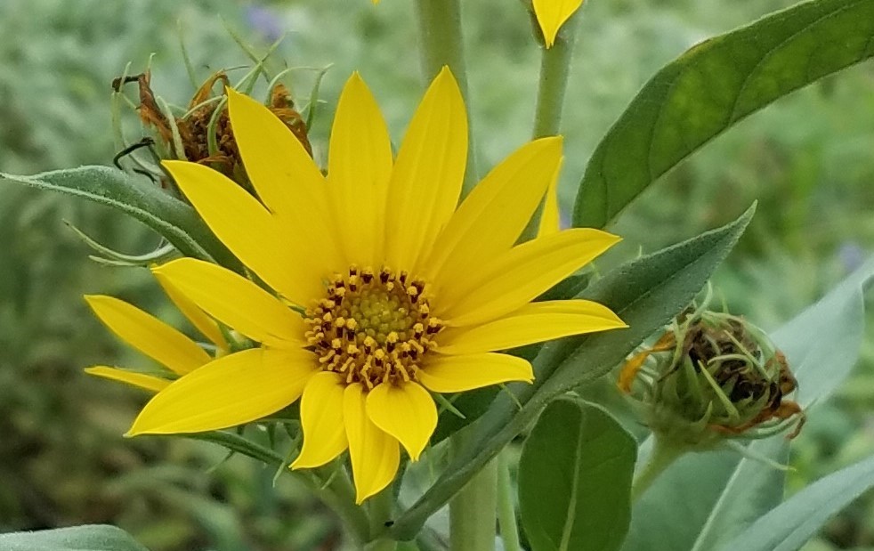 Maximilian Sunflower