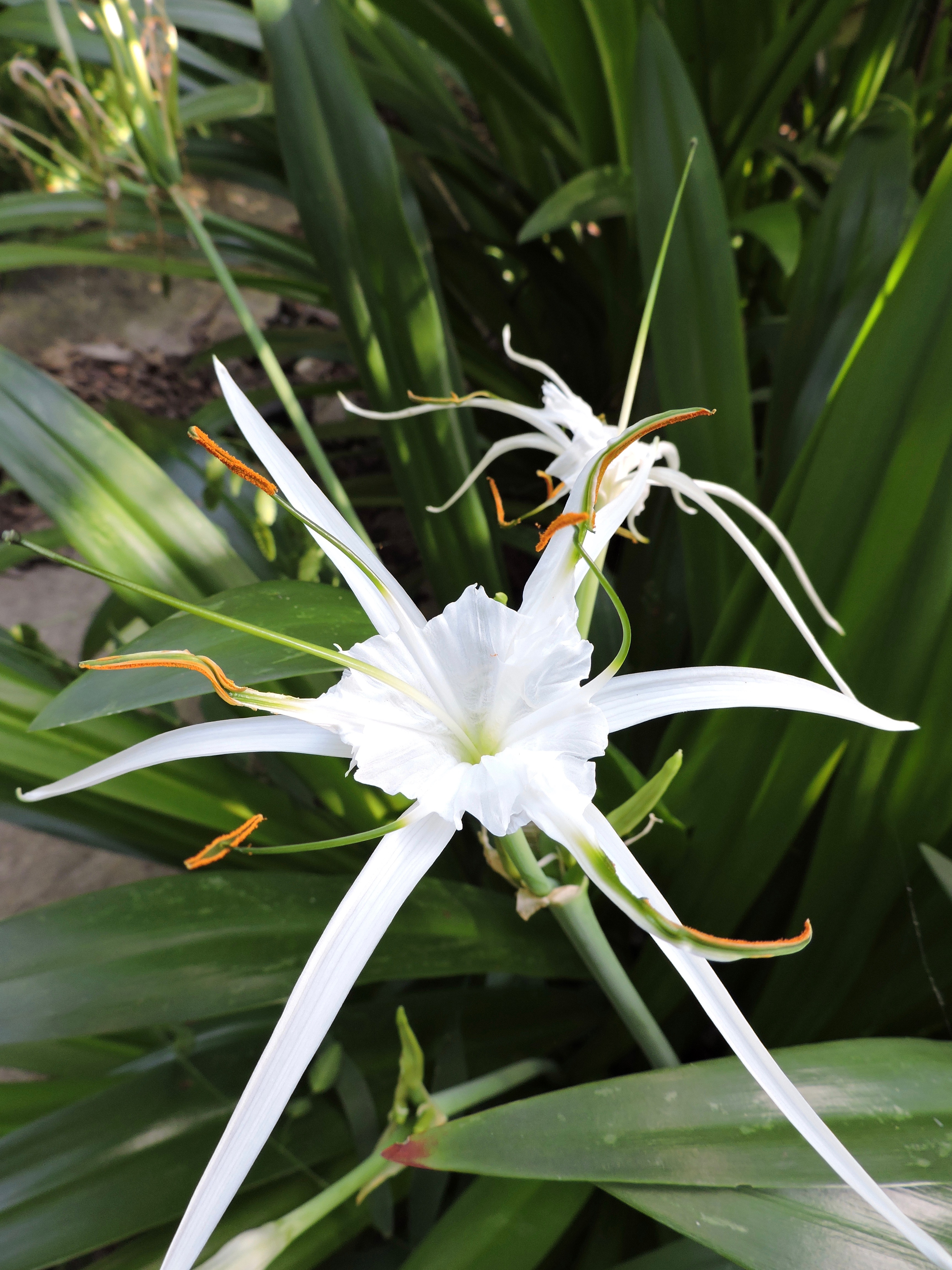 Spider Lily