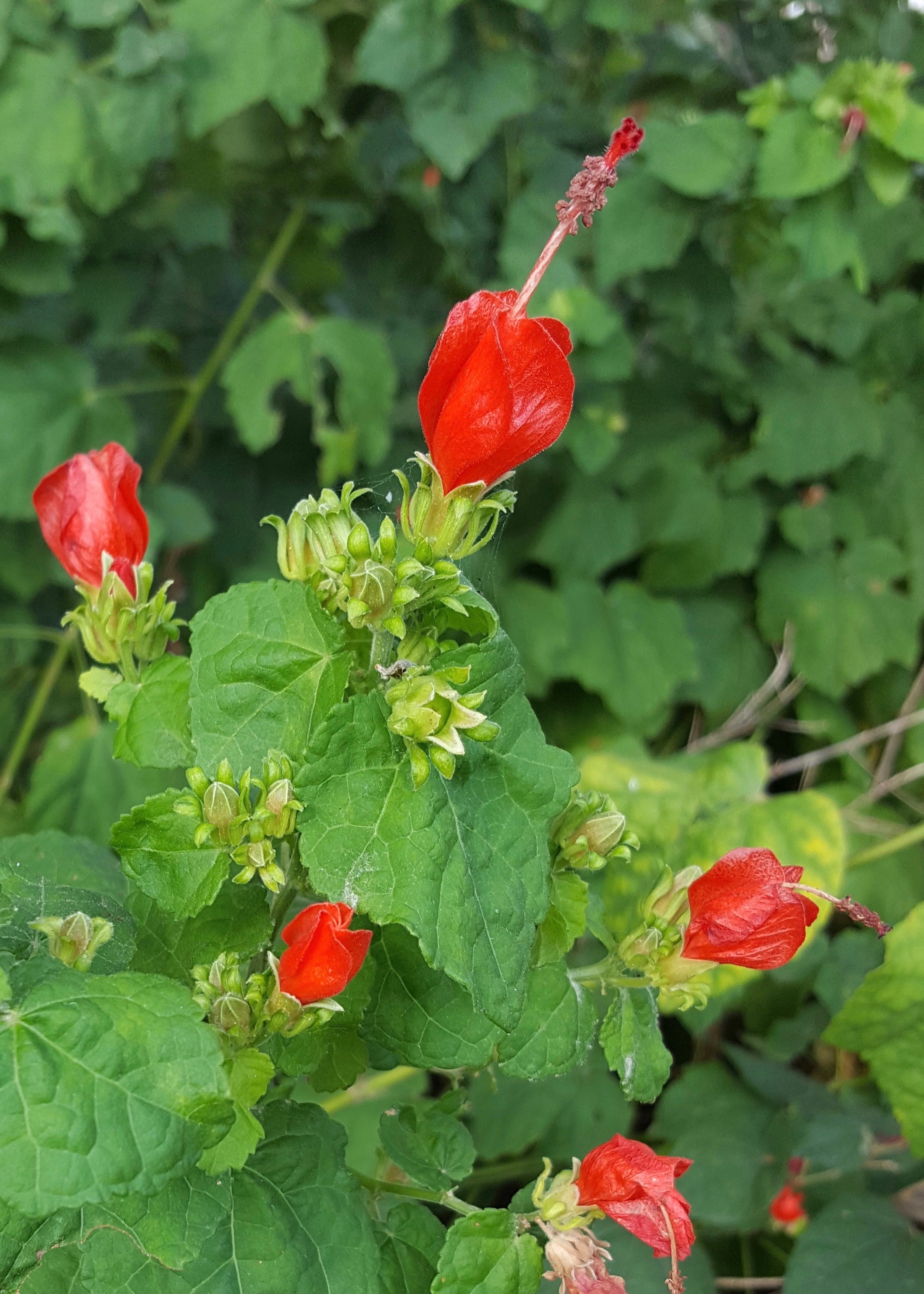 Turk's Cap