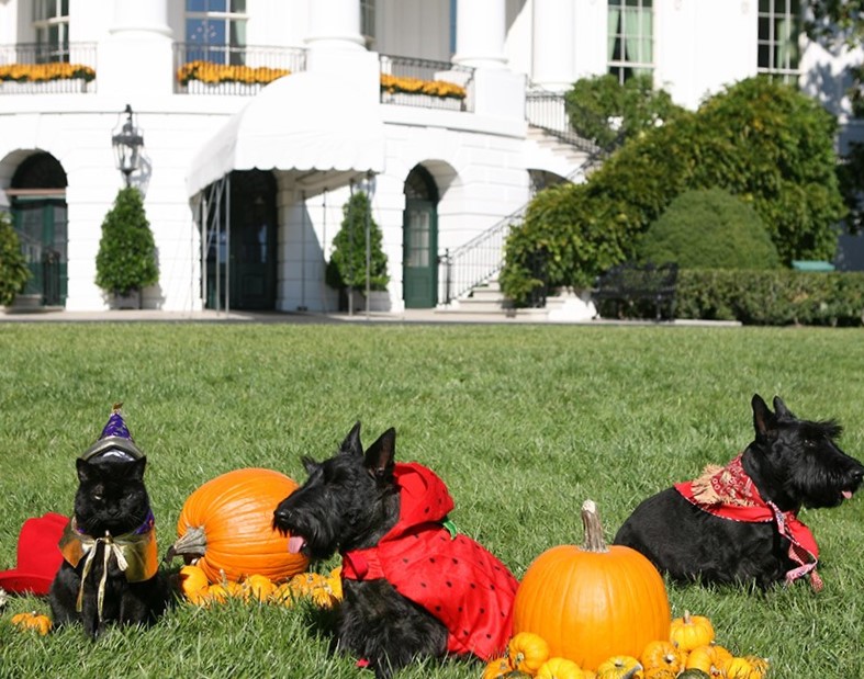 The White House Pets, India, Miss Beazley and Barney, Get Ready for a Boo-tiful Halloween, 2007.