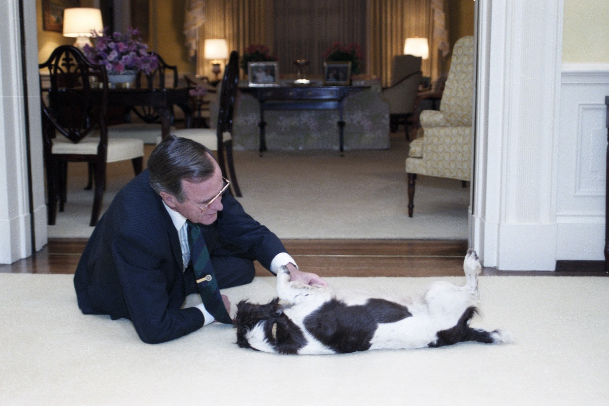 President Bush pets Millie in the Residence of the White House, November 8, 1989. George Bush Presidential Library and Museum. P07871-02A.