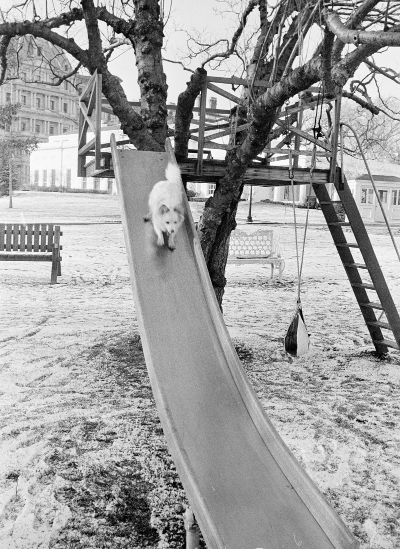 Pushinka on Caroline Kennedy’s slide, December 13. 1962 . Cecil Stoughton, White House Photographs. John F. Kennedy Presidential Library and Museum, Boston. ST-537-4-62.