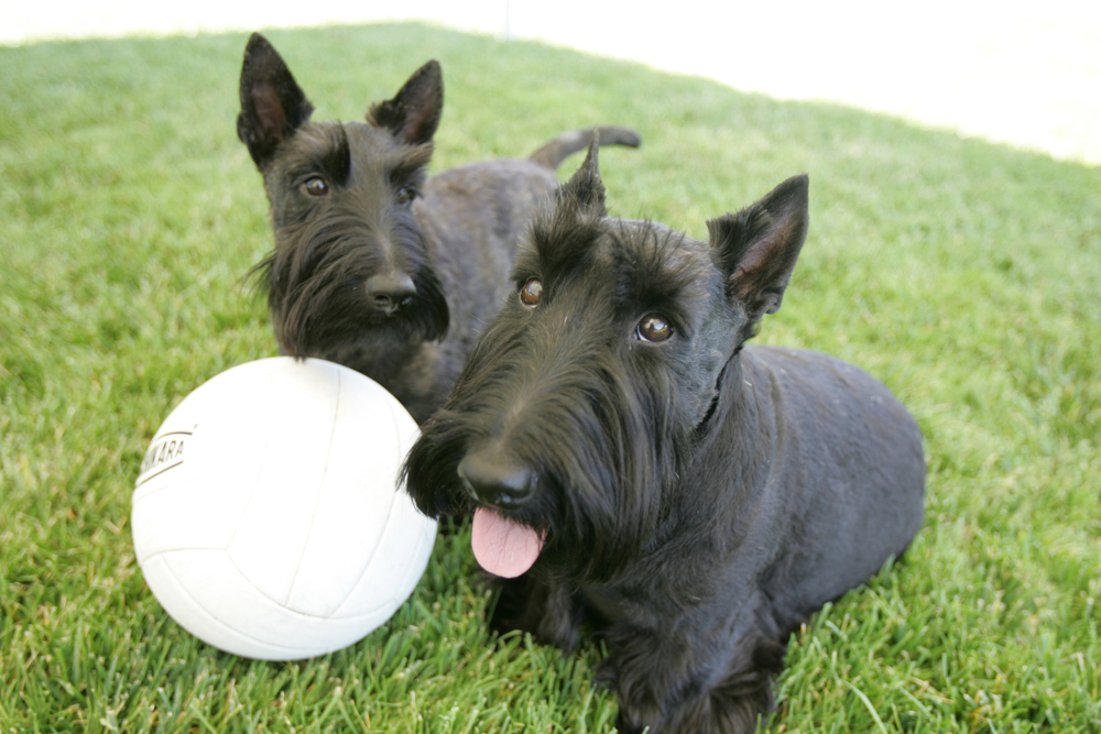 Barney and Miss Beazley, left, take a break from playing with their volleyball on June 13, 2006, while playing out on the South Lawn of the White House. George W. Bush Presidential Library. 