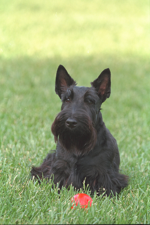 Barney sits on the South Lawn, May 15, 2001. Photo by Paul Morse, George W. Bush Presidential Library. P2964-04.