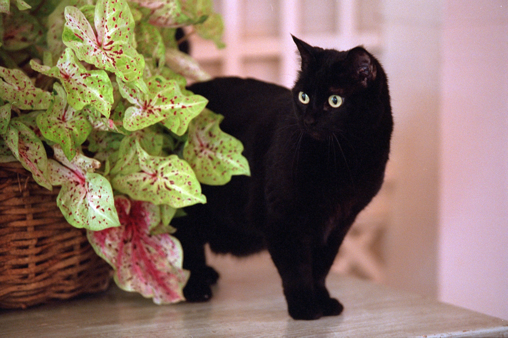 India (also known as Willie) peeks around a plant, July 10, 2001, at the White House.  Photo by Paul Morse, George W. Bush Presidential Library. P5098-20.