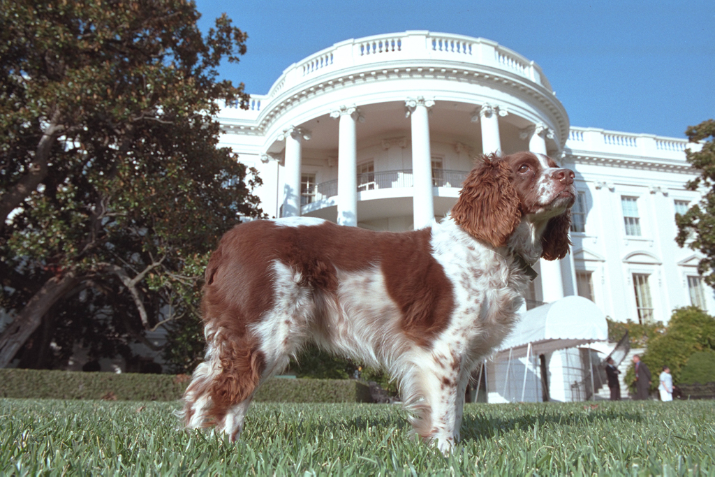 Spot stands in the South Lawn of the White House Wednesday, November 7, 2001. Photo by Tina Hager, George W. Bush Presidential Library. P9428-12A.