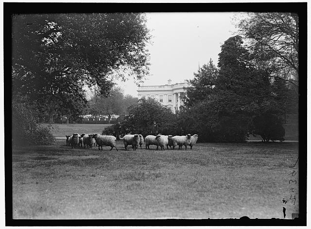 Harris & Ewing, photographer. WHITE HOUSE. SHEEP ON LAWN. Washington D.C. [Between 1916 and 1919]