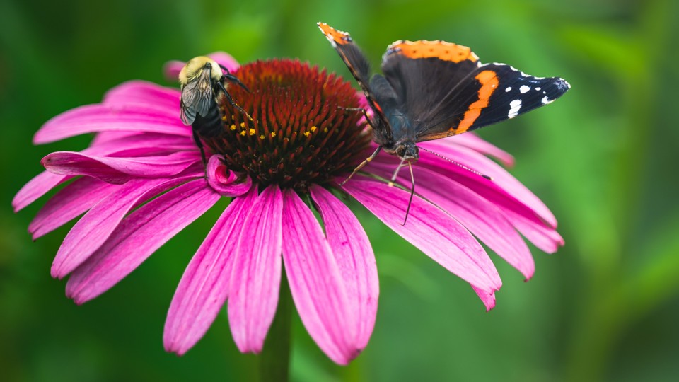 Butterfly sitting on pink flower.