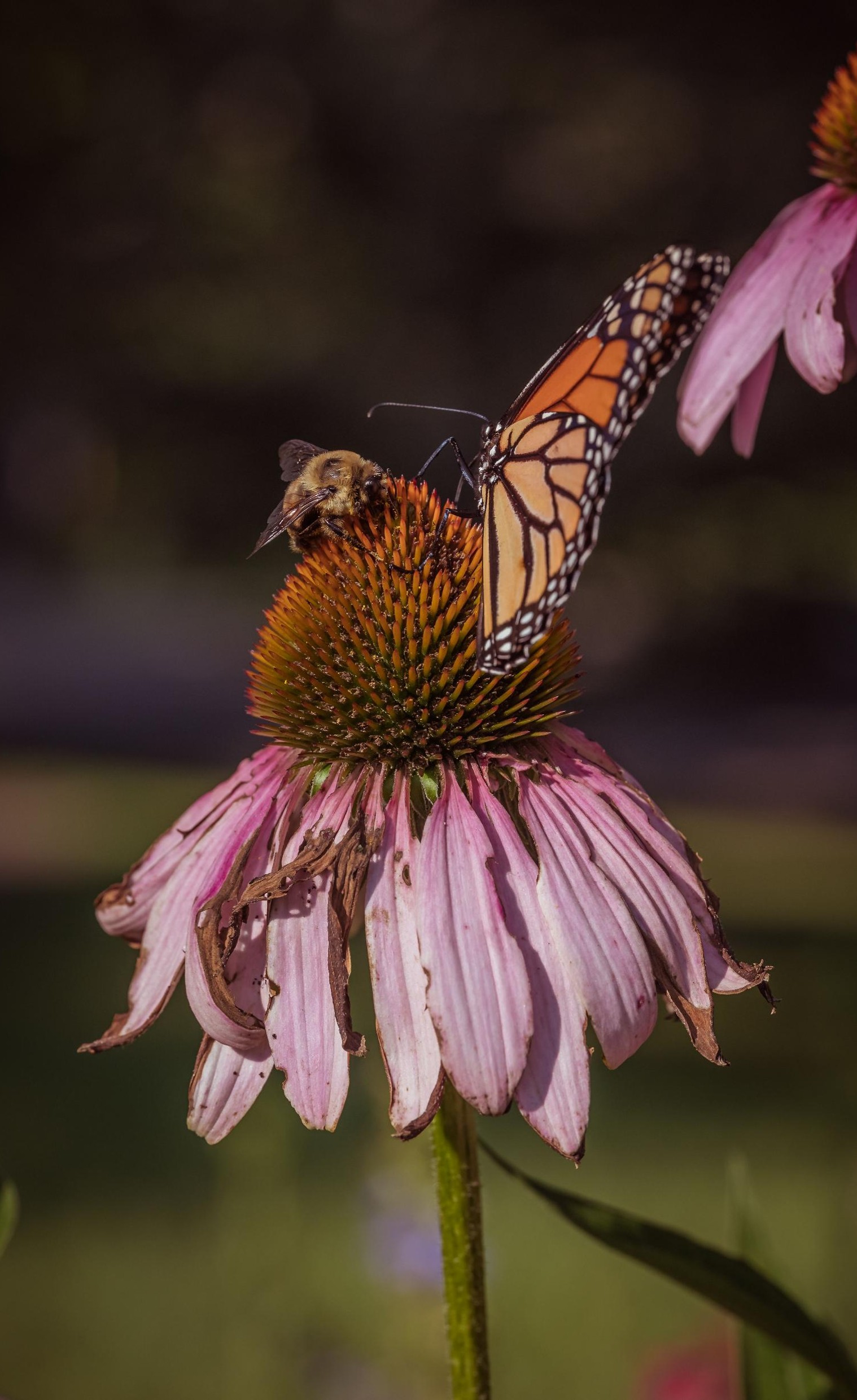 Butterfly and bee sitting on decaying pink flower.