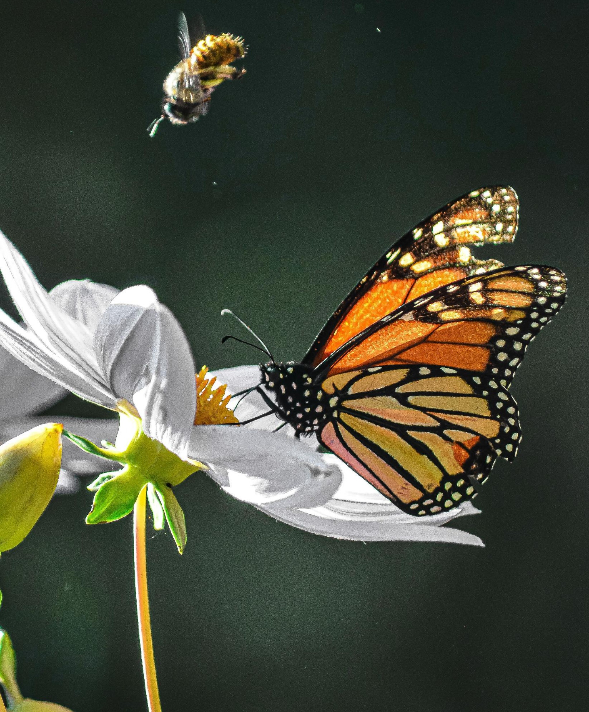 Monarch butterfly sitting on white flower.