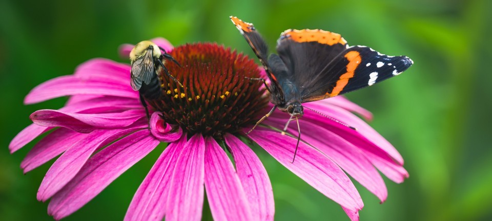 Butterfly sitting on pink flower.