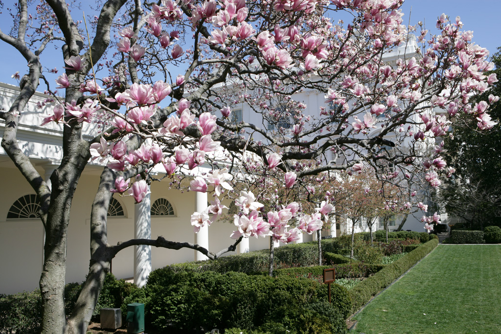 The pink and white blooms of a Saucer magnolia add a bit of color to a row of boxwood shrubs, March 23, 2008, along the Colonnade at the White House. (P032308CG-0042)