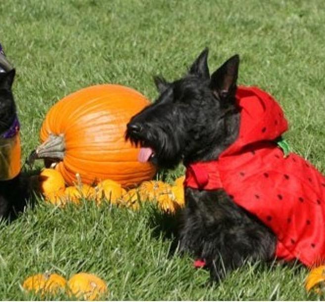 India, Barney, and Miss Beazley at Halloween.