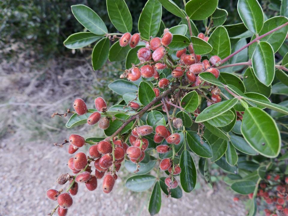 Evergreen Sumac