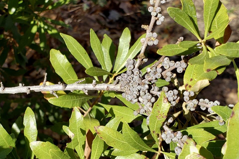 Wax Myrtle