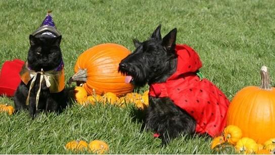 India, Barney, and Miss Beazley at Halloween.