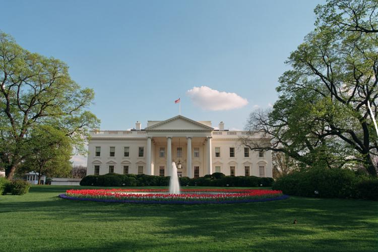 A robin sits on the North Lawn of the White House, April, 17, 2001.