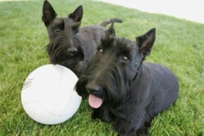 Barney and Miss Beazley, left, take a break from playing with their volleyball on June 13, 2006, while playing out on the South Lawn of the White House.