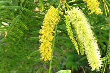 Honey mesquite in bloom