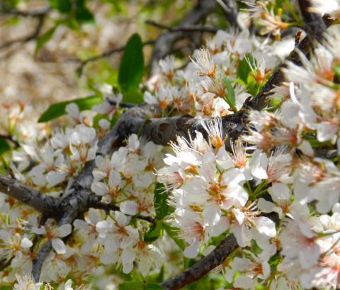 Mexican Plum blossoms