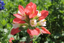 Texas Paintbrush in bloom