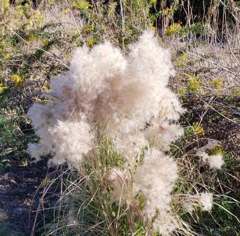 Bushy Bluestem