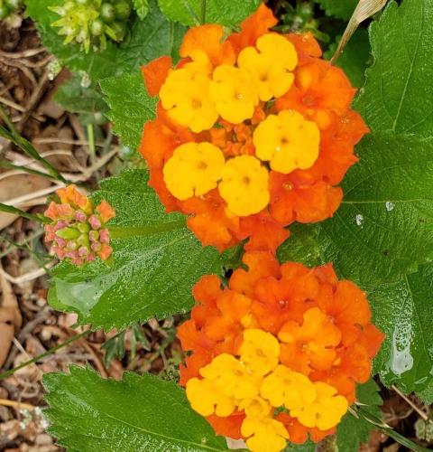 Texas Lantana