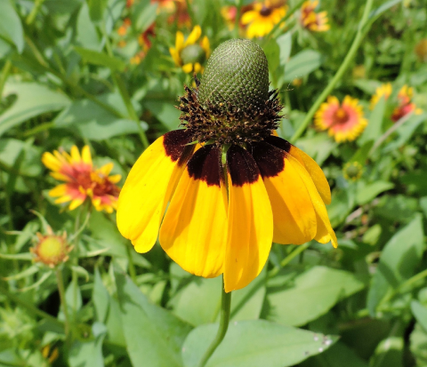 Clasping Coneflower