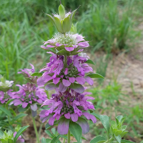 Horsemint