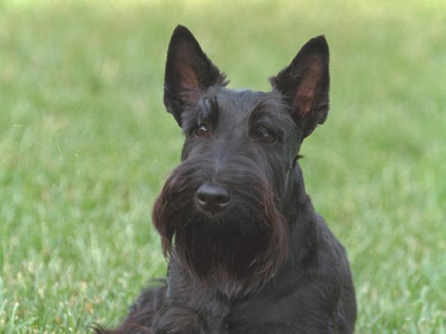 Barney sits on the South Lawn, May 15, 2001. (P2964-04)