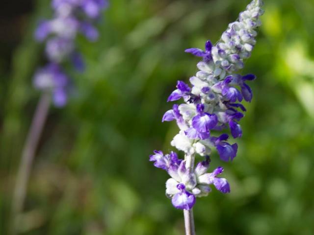 A close-up picture of Bluebonnets, a native Texas flower