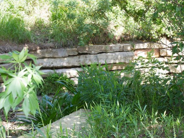 A view of native prairie plants and a rock wall on the grounds of the George W Bush Library and Museum
