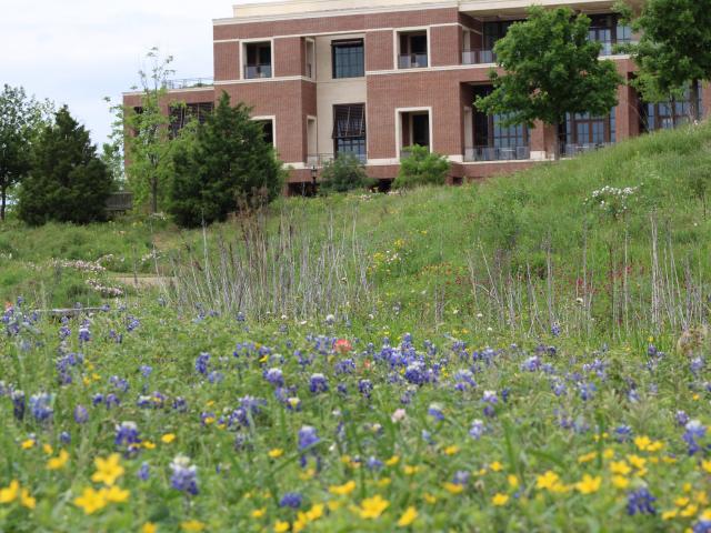 Bluebonnets in the Native Texas Park.