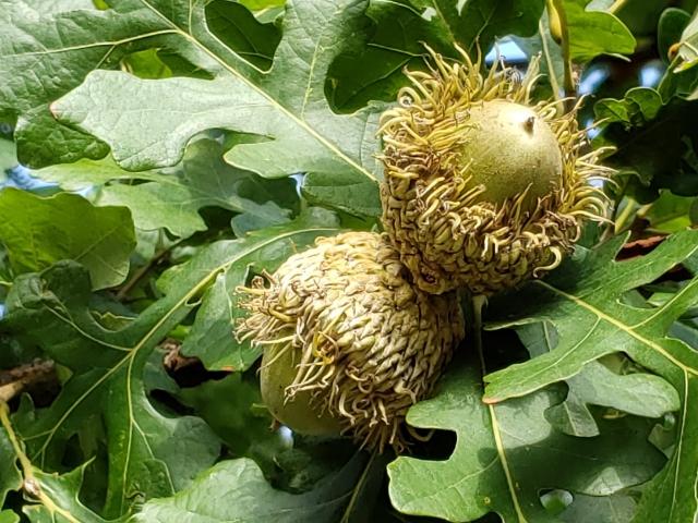 Bur Oak Acorns