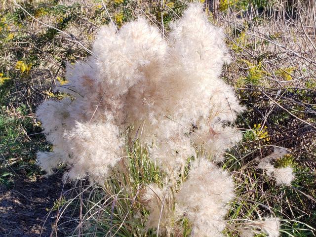 Bushy Bluestem