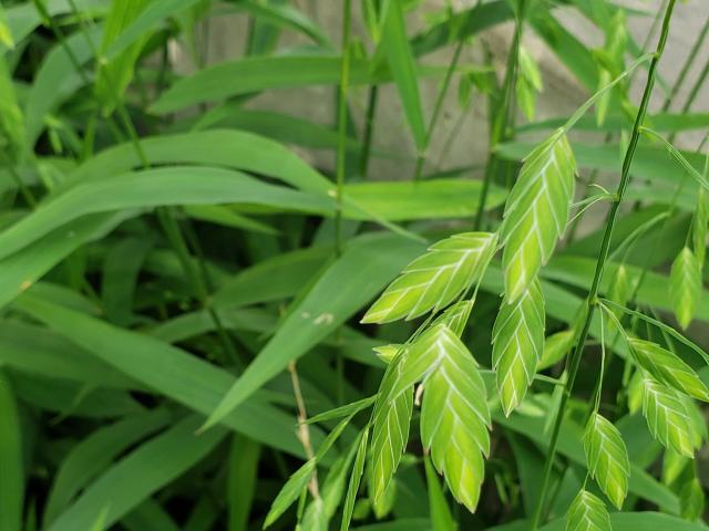Inland Sea Oats