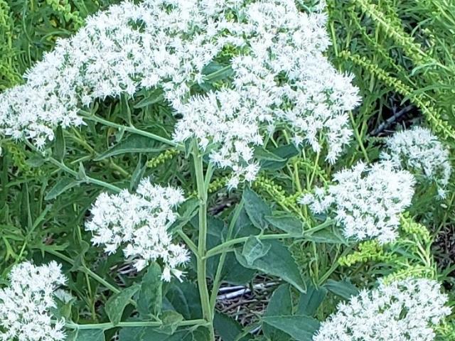 Bonset Flower
