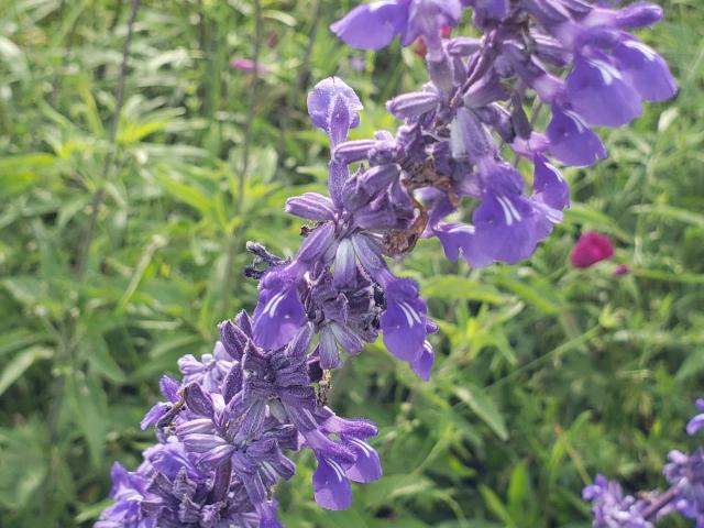 Mealy Blue Sage