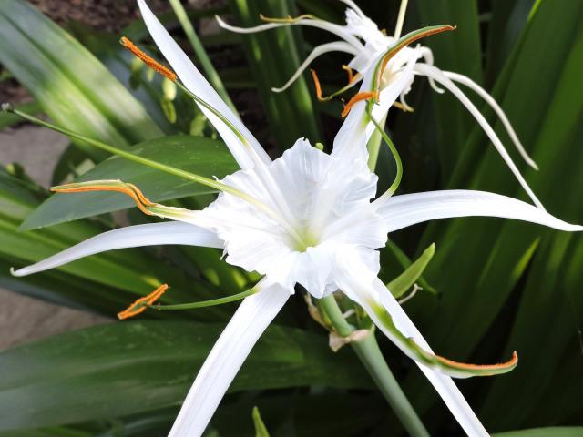 Spiderlily