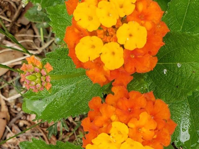 Texas Lantana